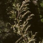 Muhlenbergia dumosa Fruit