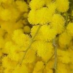 Acacia dealbata Flower