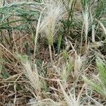 Hordeum marinum Fruto