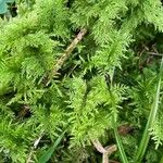 Myriophyllum verticillatum Hoja