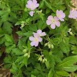 Geranium maculatumKvet