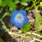 Nemophila menziesii Květ