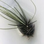 Tillandsia juncea 葉