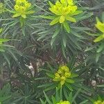 Euphorbia dendroides Leaf