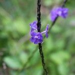 Stachytarpheta urticifolia Floare