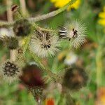 Pilosella aurantiaca Ffrwyth