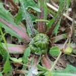Taraxacum braun-blanquetii Other