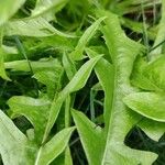 Taraxacum cucullatiforme Likasa