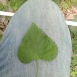 Leonotis nepetifolia ᱥᱟᱠᱟᱢ