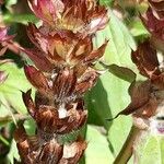 Ajuga reptansFlower