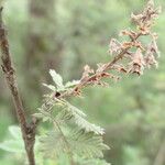 Leucosidea sericea Bark