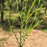 Erigeron foliosus Ліст