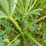 Lupinus luteus Sonstige