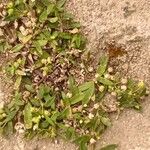 Oldenlandia corymbosa 樹皮