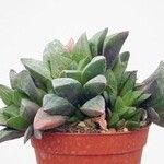 Haworthia mutica Hoja