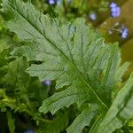 Senecio squalidus Folha