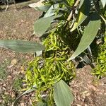 Acacia cowleana Fruit
