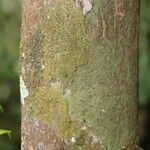 Duroia longiflora 樹皮
