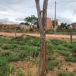 Terminalia macroptera Corteza
