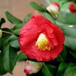 Camellia sasanqua Kukka