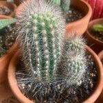 Pilosocereus chrysostele Hoja