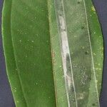 Miconia punctata Deilen