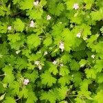 Geranium rotundifolium Frunză