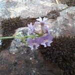 Astragalus austriacus