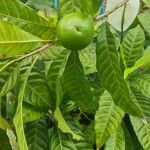 Pouteria caimito Fruit