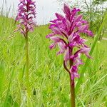 Orchis militaris Συνήθη χαρακτηριστικά