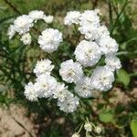 Achillea ptarmicaFlor