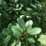 Ficus microcarpa Φύλλο