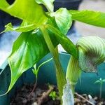 Arisaema ringens आदत