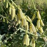 Crotalaria spectabilisFlor