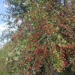 Crataegus monogyna Pokrój