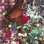 Chenopodium chenopodioides Hoja