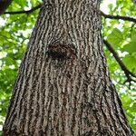 Catalpa ovata বাকল