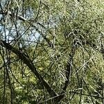 Tamarix chinensis Συνήθη χαρακτηριστικά