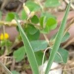 Lathyrus hirsutus Leaf