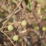 Boscia senegalensis Fruit