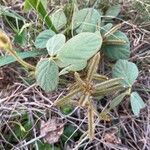 Calopogonium mucunoidesFruit