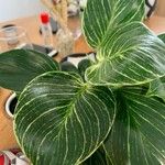 Calathea sanderiana Leaf