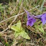 Pinguicula grandiflora Кветка