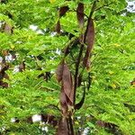 Hesperalbizia occidentalis Fruit