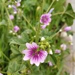 Malva parviflora Flower
