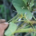 Calopogonium mucunoides Hábito