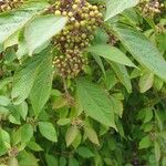 Callicarpa pedunculata Fruto