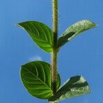 Cuphea glutinosa Leaf