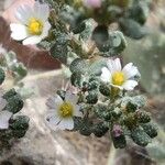 Frankenia pulverulenta Flor