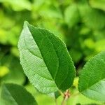 Rhamnus cathartica Feuille